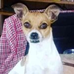 Chiwis, la chihuahua de Aimep3 mirando a la cámara